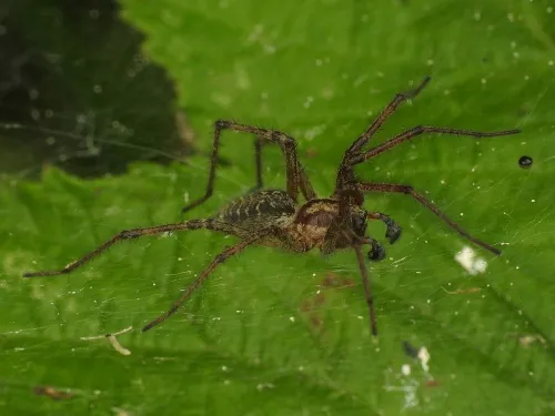 Agelena labyrinthica - photo 3