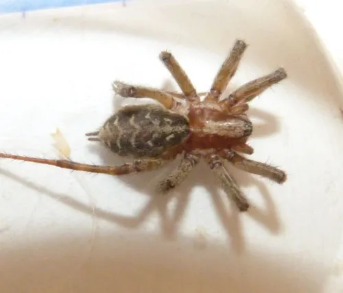 Agelena labyrinthica - photo 4