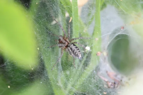Agelena labyrinthica - photo 5