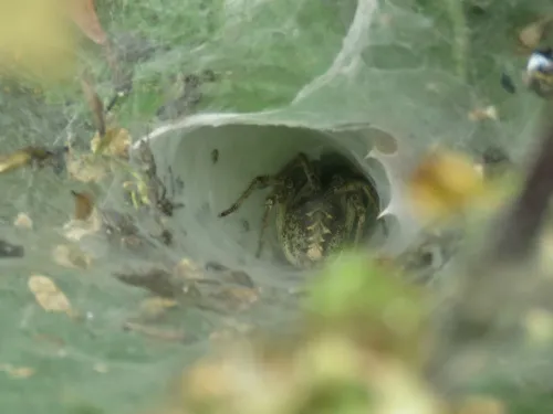 Agelena labyrinthica - photo 6