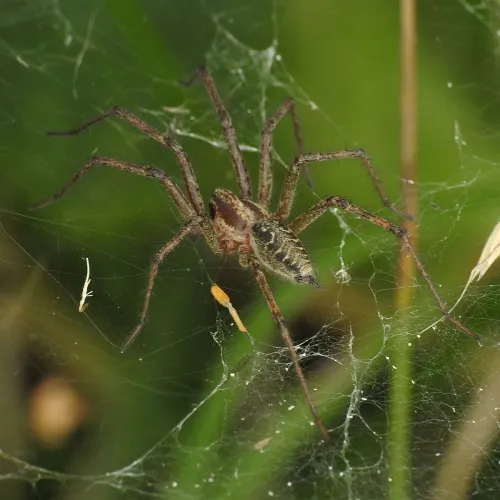 Agelena labyrinthica - photo 7
