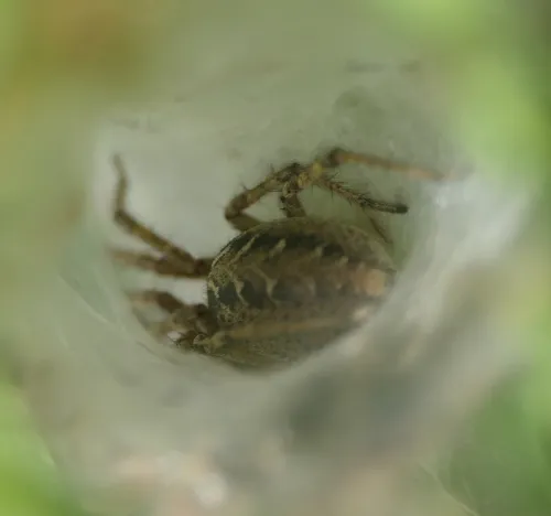Agelena labyrinthica - photo 8