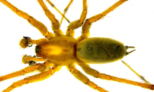 Agelenopsis actuosa