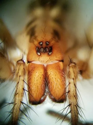 Agelenopsis aleenae - Agelenopsis aleenae