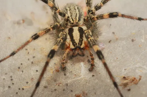 Western Funnelweb Spider - photo 2
