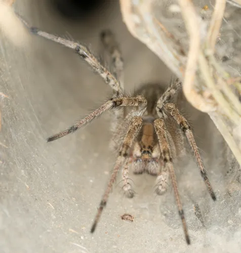 Western Funnelweb Spider - photo 3