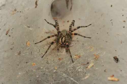 Western Funnelweb Spider - photo 4