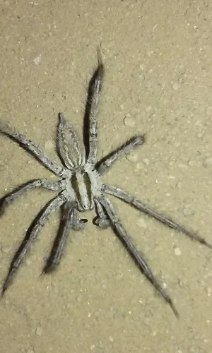 Western Funnelweb Spider - photo 5