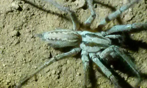 Western Funnelweb Spider - photo 6