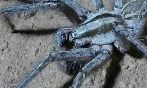 Western Funnelweb Spider - photo 7