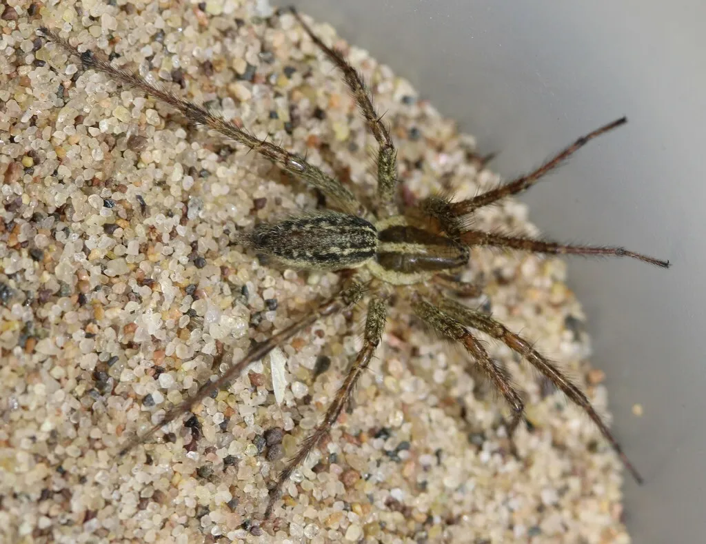Emerton’s Funnelweb Spider - photo 2