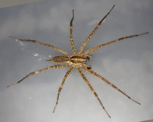 Emerton’s Funnelweb Spider - photo 4