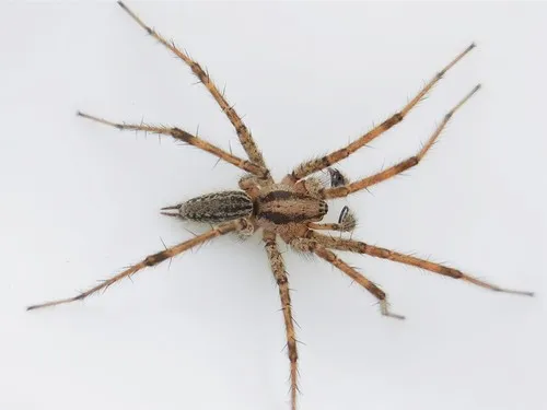 Kaston’s Funnelweb Spider - photo 3