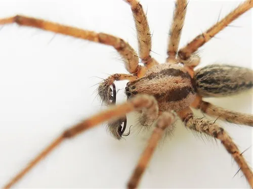 Kaston’s Funnelweb Spider - photo 4