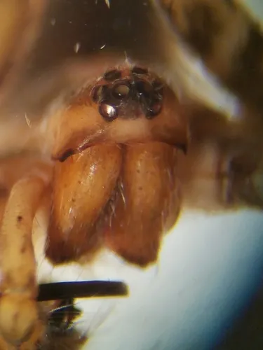Long Stylet Funnelweb Spider