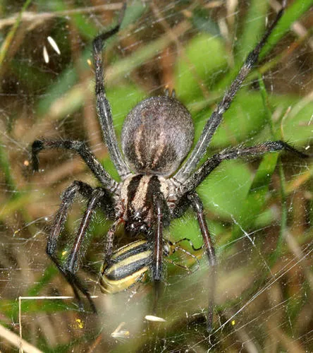 Eastern Funnelweb Spider