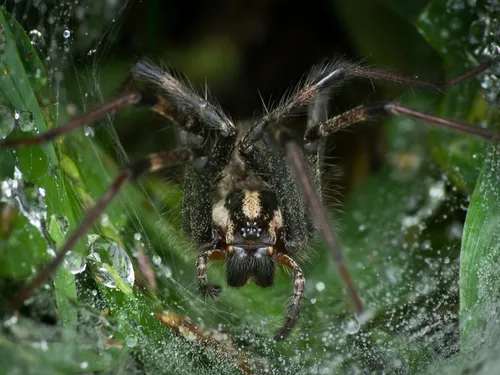Eastern Funnelweb Spider - photo 4