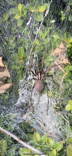 Eastern Funnelweb Spider - photo 5