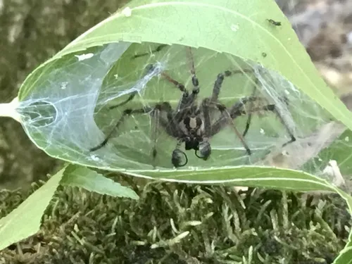 Eastern Funnelweb Spider - photo 6