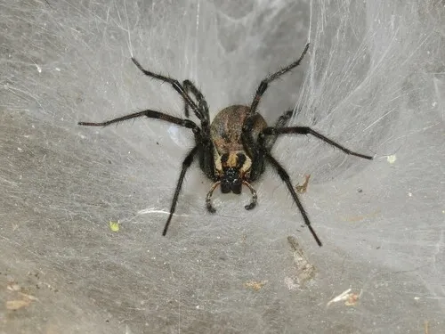 Eastern Funnelweb Spider - photo 7