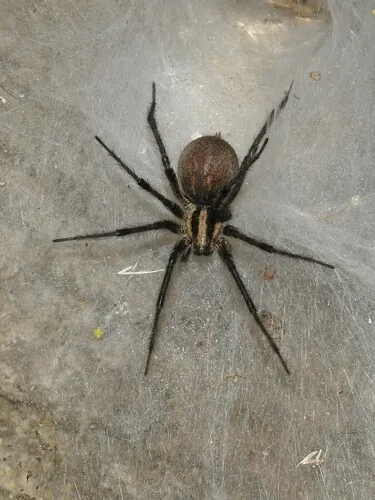 Eastern Funnelweb Spider - photo 8