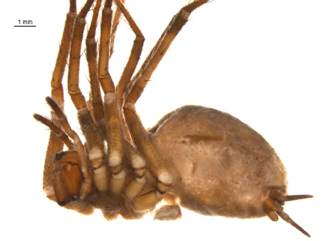 Oklahoma Funnelweb Spider - photo 2