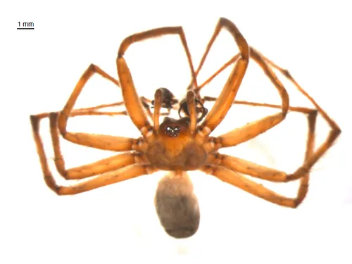Oklahoma Funnelweb Spider - photo 4
