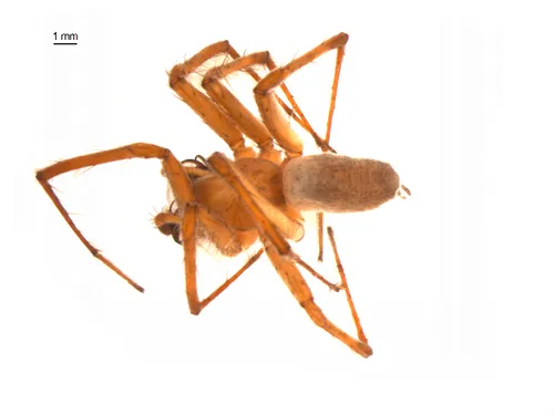 Oklahoma Funnelweb Spider - photo 5