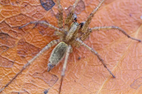Oregon Funnelweb Spider - photo 3