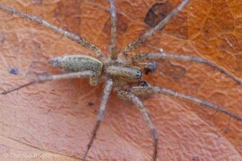 Oregon Funnelweb Spider - photo 4