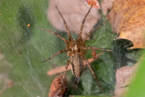 Oregon Funnelweb Spider - photo 5