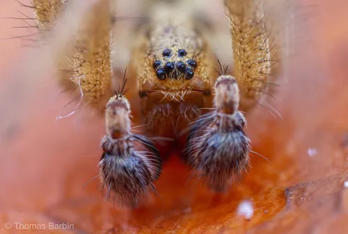 Oregon Funnelweb Spider - photo 6