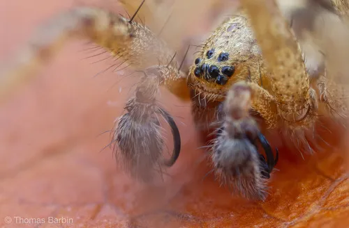 Oregon Funnelweb Spider - photo 7