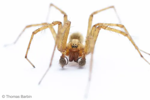 Oregon Funnelweb Spider - photo 8