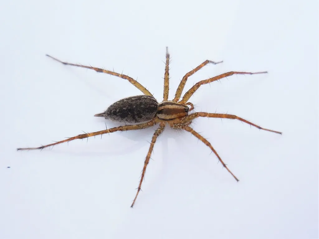 Pennsylvania Funnelweb Spider - photo 2