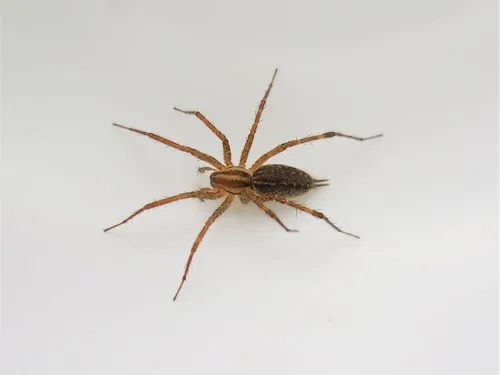 Pennsylvania Funnelweb Spider - photo 4