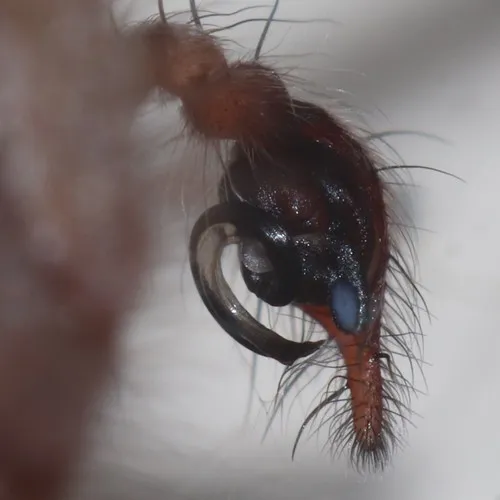 Pennsylvania Funnelweb Spider - photo 5
