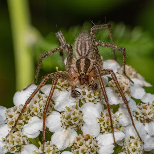 Potter’s Grass Spider - photo 2