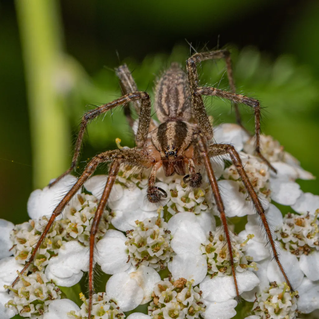 Potter’s Grass Spider - photo 3