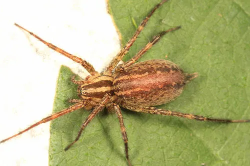Potter’s Grass Spider - photo 5