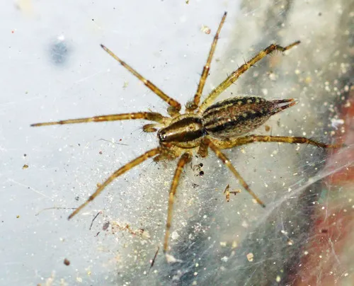 Potter’s Grass Spider - photo 6