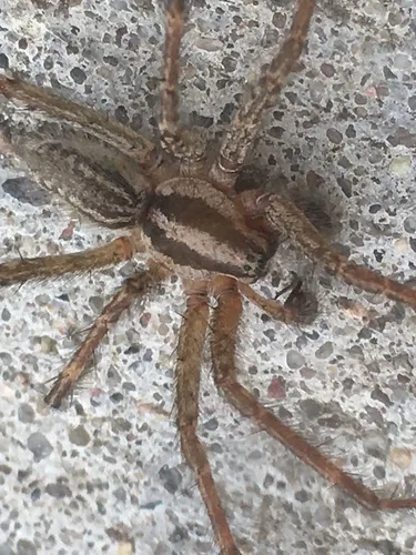 Potter’s Grass Spider - photo 7