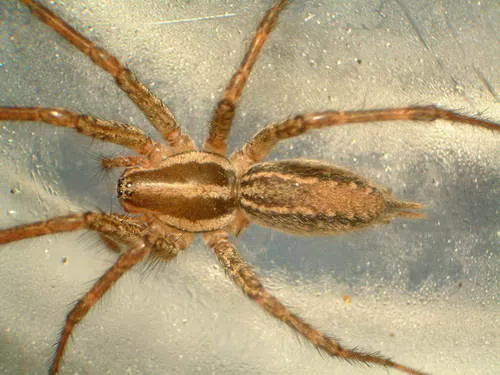 Potter’s Grass Spider - photo 8