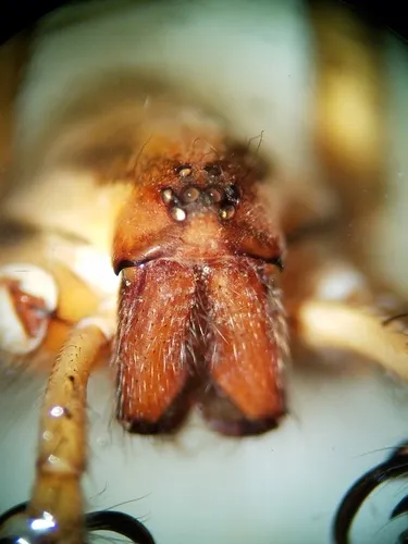 Spatulate Funnelweb Spider