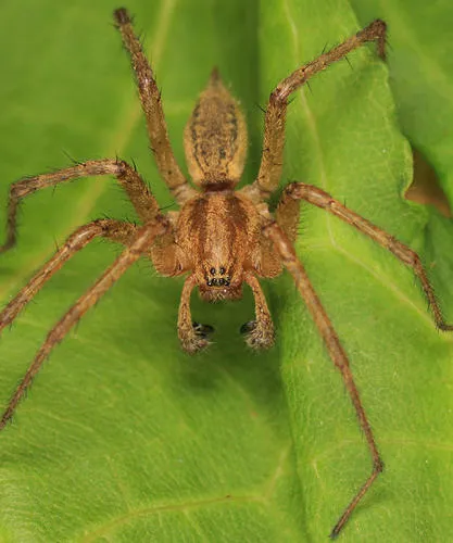 Utah Funnelweb Spider - photo 3