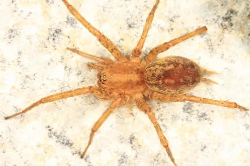 Utah Funnelweb Spider - photo 4