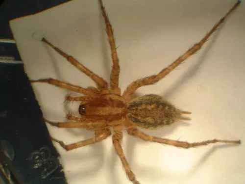 Utah Funnelweb Spider - photo 5