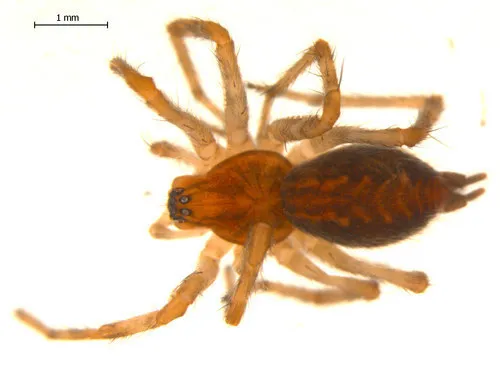 Utah Funnelweb Spider - photo 6