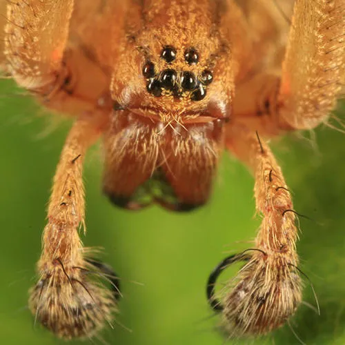 Utah Funnelweb Spider - photo 7