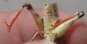 White-whiskered Grasshopper